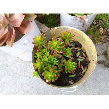 Hybrid Plant